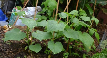 Charakteristika a popis odrůdy okurky maryina roshcha, její výnos